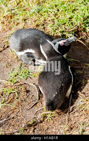 Deux putois Penguin dans l'herbe, Simons town, Cape Town, Afrique du Sud Banque D'Images