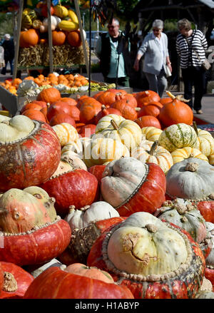 Elstal, Allemagne. 22 Sep, 2016. Diverses variétés de citrouille se trouvent sur un comptoir de vente à Karls Erdbeerhof dans Elstal, Allemagne, 22 septembre 2016. Il y a plus de 800 types de citrouille à total, parmi eux le squash et de décoration de citrouilles. Photo : BERND SETTNIK/dpa/Alamy Live News Banque D'Images