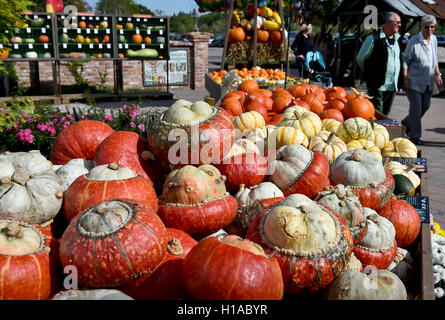 Elstal, Allemagne. 22 Sep, 2016. Diverses variétés de citrouille se trouvent sur un comptoir de vente à Karls Erdbeerhof dans Elstal, Allemagne, 22 septembre 2016. Il y a plus de 800 types de citrouille à total, parmi eux le squash et de décoration de citrouilles. Photo : BERND SETTNIK/dpa/Alamy Live News Banque D'Images