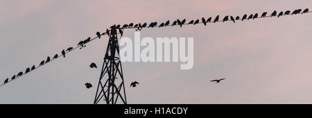 Freiburg, Allemagne. Sep 21, 2016. L'étourneau s'asseoir sur le fil haute tension de la tour de transmission dans le ciel du soir rouge à Freiburg, Allemagne, 21 septembre 2016. Photo : Patrick Seeger/dpa/Alamy Live News Banque D'Images