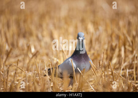 Pigeon sauvage Banque D'Images