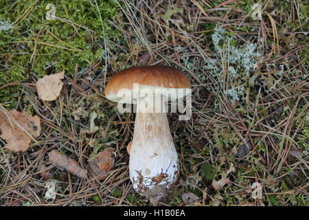 Grand, blanc avec champignon chapeau brun était sur le terrain couvert d'aiguilles,charmante en forêt d'automne Banque D'Images