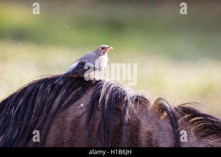 Une réorganisation de Starling (Creatophora cinerea) sur un Gnou bleu (Connochaetes taurinus) albojubatus Banque D'Images