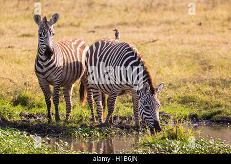 Deux zèbre des plaines (Equus quagga) verre dans un point d'eau dans le cratère du Ngorongoro Banque D'Images