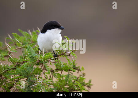 Le nord de l'migratrice (Lanius humeralis) Banque D'Images