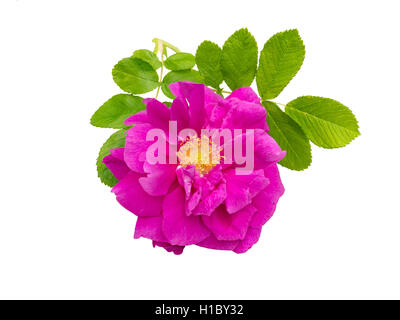 Rosa rugosa rose avec des feuilles isolées sur fond blanc Banque D'Images