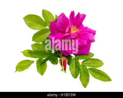 Rosa rugosa rose avec des feuilles et des bourgeons isolated on white Banque D'Images