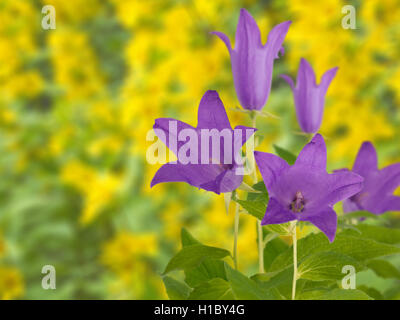 Bellflower sur le jardin contexte trouble Banque D'Images