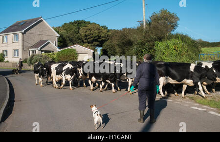 Scène rurale d'agriculteurs déménagement leurs vaches d'un champ à un autre croisement et route de blocage dans la campagne.Llansaint village. Banque D'Images