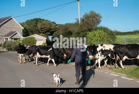 Scène rurale d'agriculteurs déménagement leurs vaches d'un champ à un autre croisement et route de blocage dans la campagne.Llansaint village. Banque D'Images