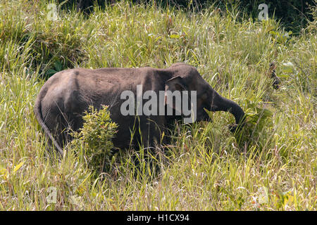 Professionnels à la recherche d'éléphants du Sri Lanka (Elephas maximus maximus) Banque D'Images