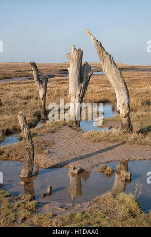 Thornham marais West Norfolk Banque D'Images