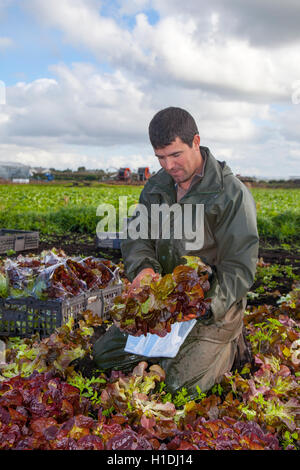 Travailleurs agricoles saisonniers migrants portugais, picking Oakleaf sur laitue Salade Dobsons ferme dans les cultures, Lancashire, UK Tarleton. 90 % de la des fruits, salades et légumes est actuellement effectuée par les travailleurs d'outre-mer et des paniers. Banque D'Images