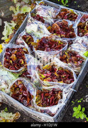 Oakleaf en sacs sur les cultures de laitue Salade Dobsons ferme dans Tarleton, Lancashire, UK Banque D'Images