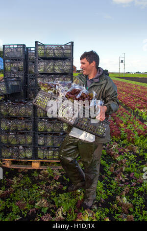 Travailleurs agricoles saisonniers migrants portugais, picking Oakleaf sur laitue Salade Dobsons ferme dans les cultures, Lancashire, UK Tarleton. 90 % de la des fruits, salades et légumes est actuellement effectuée par les travailleurs d'outre-mer et des paniers. Banque D'Images