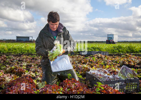 Travailleurs agricoles saisonniers migrants portugais, picking Oakleaf sur laitue Salade Dobsons ferme dans les cultures, Lancashire, UK Tarleton. 90 % de la des fruits, salades et légumes est actuellement effectuée par les travailleurs d'outre-mer et des paniers. Banque D'Images