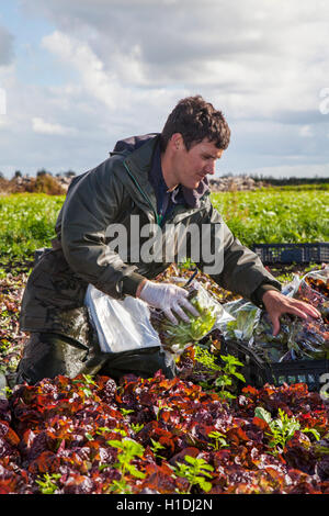 Travailleurs agricoles saisonniers migrants portugais, picking Oakleaf sur laitue Salade Dobsons ferme dans les cultures, Lancashire, UK Tarleton. 90 % de la des fruits, salades et légumes est actuellement effectuée par les travailleurs d'outre-mer et des paniers. Banque D'Images