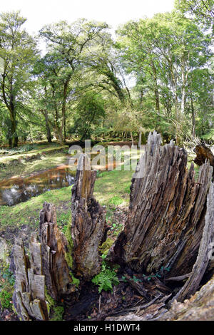 Souche d'arbre en face de New Forest stream Banque D'Images