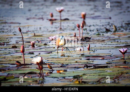 Jacana africain dans la rivière Chobe, Parc National de Chobe, au Botswana, l'Afrique Banque D'Images