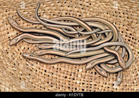 Bébé vers lents dans un chapeau de paille (Anguis fragilis) Banque D'Images
