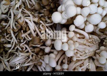 Alba blanc boîtier ou député-champignons shimeji ou hêtre au Farmers Market. Groupe de champignons Banque D'Images