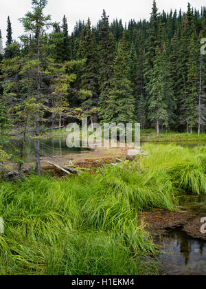 Un castor barrage retient l'eau sur le lac, fer à cheval le parc national Denali, en Alaska, sur l'image. Banque D'Images