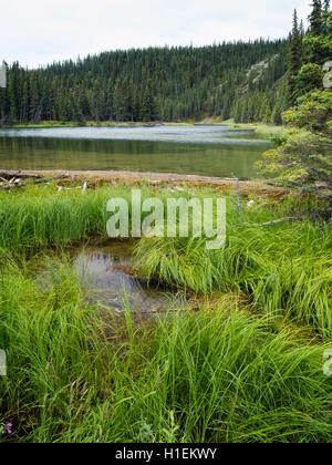 Un castor barrage retient l'eau sur le lac, fer à cheval le parc national Denali, en Alaska, sur l'image. Banque D'Images