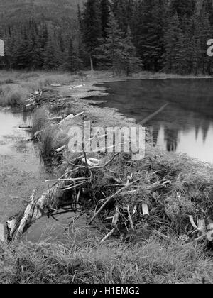 Un castor barrage retient l'eau sur le lac, fer à cheval le parc national Denali, en Alaska, sur l'image. Banque D'Images