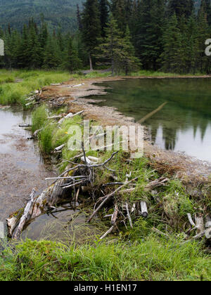 Un castor barrage retient l'eau sur le lac, fer à cheval le parc national Denali, en Alaska, sur l'image. Banque D'Images