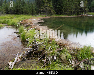 Un castor barrage retient l'eau sur le lac, fer à cheval le parc national Denali, en Alaska, sur l'image. Banque D'Images