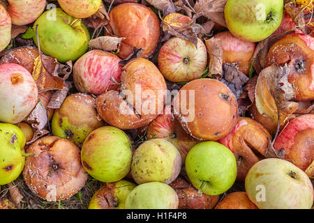 Close up photo de pommes pourries dans un jardin. Banque D'Images