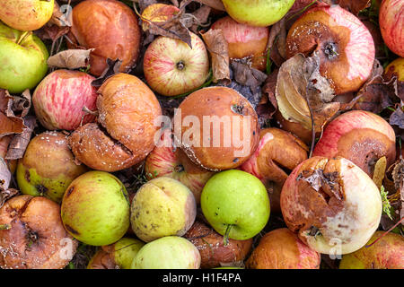 Close up photo de pommes pourries dans un jardin. Banque D'Images