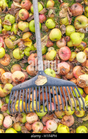 Râteau sur les pommes pourries dans un jardin, le nettoyage d'automne concept. Banque D'Images