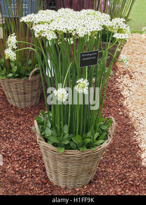 Panier en osier plantées d'Ornithogalum Saundersiae (étoile de Bethléem), à RHS Flower Show Tatton Park dans le Cheshire, Angleterre, Royaume-Uni en 2016. Banque D'Images