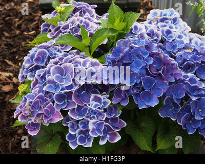 Hortensia bleu en pleine floraison avec du blanc sur les bords des pétales (une des variétés arlequin). RHS Flower show à Tatton Park, Cheshire UK Banque D'Images