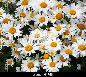 Grandes fleurs daisy blanc chrysanthemum leucanthemum dans une bande de vivaces à Tatton Park Flower show à Knutsford, Cheshire, England, UK en 2016. Banque D'Images