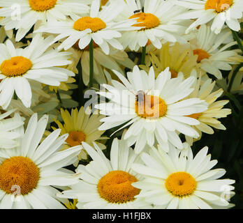 Abeille sur chrysanthème blanc grande leucanthemum (oxeye daisies) fleurs en croissance dans une bande de vivaces à Tatton Park Flower show, Cheshire, Royaume-Uni en 2016. Banque D'Images