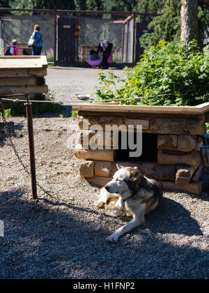 Les visiteurs explorent les chenils Denali et en apprendre davantage sur leur traîneau à chiens ; Le Parc National Denali, en Alaska. Banque D'Images