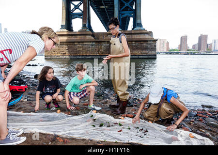 New York City,NY NYC East River,Brooklyn,Dumbo,Brooklyn Bridge Park,Conservancy,al Education,écosystème aquatique,Seine net,collecte d'échantillons,sous Manh Banque D'Images