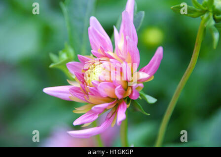 Dahlia cactus rose et jaune en fleurs. Banque D'Images