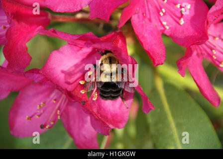 Bumblebee se nourrissant de rhododendron en fleurs rose bush. Banque D'Images