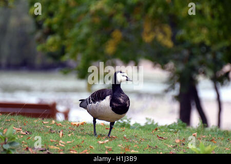 Bernache nonnette (Branta leucopsis) Balade dans le parc dans le sud de la Finlande. Banque D'Images