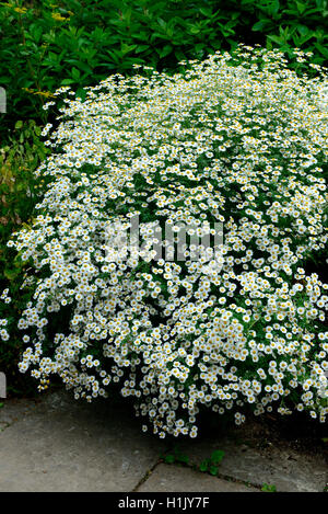 Mutterkraut, Chrysanthemum parthenium Banque D'Images