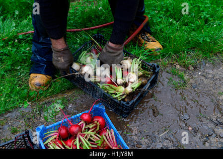 Rote Beete, rote und weisse mit Wasserstrahl gereinigt werden Rueben Banque D'Images