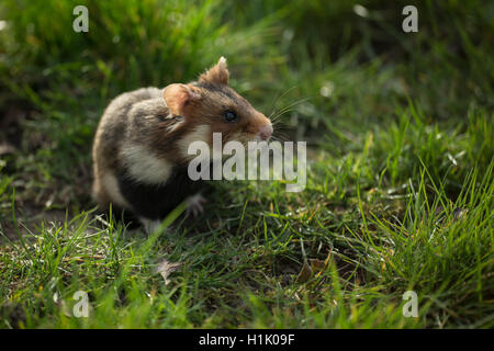 Grand hamster, adulte, Vienne, Autriche, (Cricetus cricetus) Banque D'Images