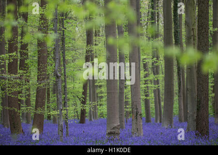 Bluebells floraison en forêt de hêtres, Hallerbos, Halle, Vlaams-Brabant, Belgique, (Hyacinthoides non-scripta) Banque D'Images