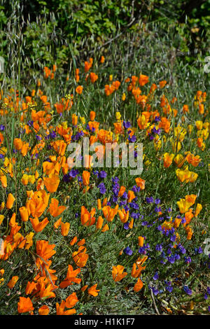 Kalifornischer Mohn, Goldmohn (Eschscholzia californica) und Wegerichblaettriger Natternkopf (Echium plantagineum), Kanarische Inseln, Teneriffa, Spanien, Europa Banque D'Images