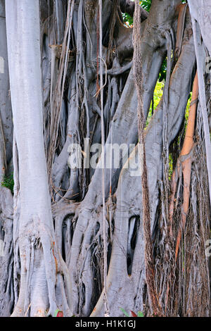 Luftwurzeln Grossblaettrige, Feige (Ficus macrophylla), États-Unis Banque D'Images