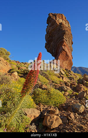 Roques de Garcia, Pico del Teide, Las Canadas, Wildprets Natternkopf (Echium wildpretii), Teide-Nationalpark, l'UNESCO Weltnaturerbe, Teneriffa, Spanien Banque D'Images