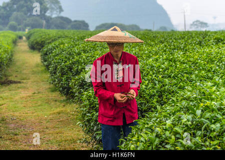 Portrait de fermier chinois en paille traditionnel chapeau à large sous la pluie - la cueillette des feuilles de thé sur le terrain Banque D'Images